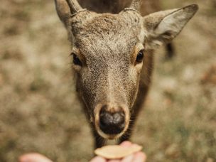 New evidence that coronavirus spreads between humans and deer heightens concern that animals could harbor new variants